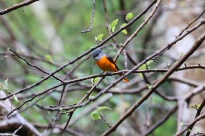 4.灰喉山椒雄鳥(葉陳松老師提供).