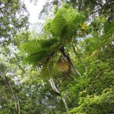 圖4滿月圓有豐富的蕨類生態(滿月圓遊客中心提供)