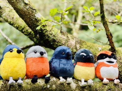 圖2.森林羽精靈-新竹分署提供