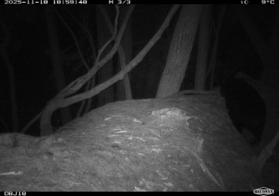圖一、新竹分署設置監測紅外線相機於114年11月18日拍攝到臺灣黑熊影像，距九九山莊約1,050公尺。(新竹分署提供)