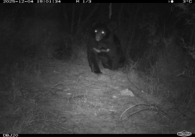 圖二、新竹分署另一台監測相機於114年12月4日拍攝到臺灣黑熊影像，距九九山莊約160公尺。(新竹分署提供)