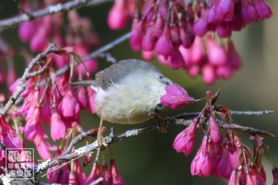 03_冠羽畫眉是食堂裡最吵雜可愛的常客，牠們利用靈巧的「刷狀舌」深入花心，盡情享用甜蜜盛宴。（森之形自然教育團隊提供；劉謹毓攝影）