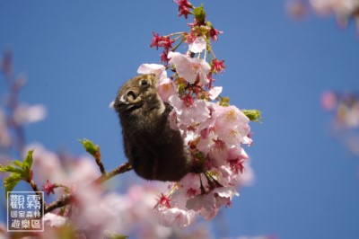 04_櫻花樹上的雜技演員條紋松鼠以倒掛、劈腿的矯健身手深入花叢，享用櫻花大餐。（森之形自然教育團隊提供；劉謹毓攝影）