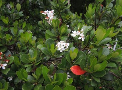圖三、田代氏石斑木(臺灣生物多樣性網絡鍾惟旻拍攝)