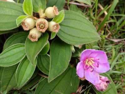 圖五、野牡丹(臺灣生物多樣性網絡劉恩豪拍攝)